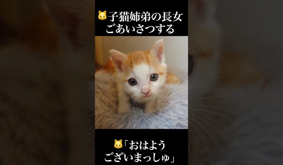 🐱子猫姉弟を代表してあいさつする長女子猫   #cat #kitten #猫 #子猫 #ねこ #こねこ #shorts  #保護猫  #猫のいる暮らし