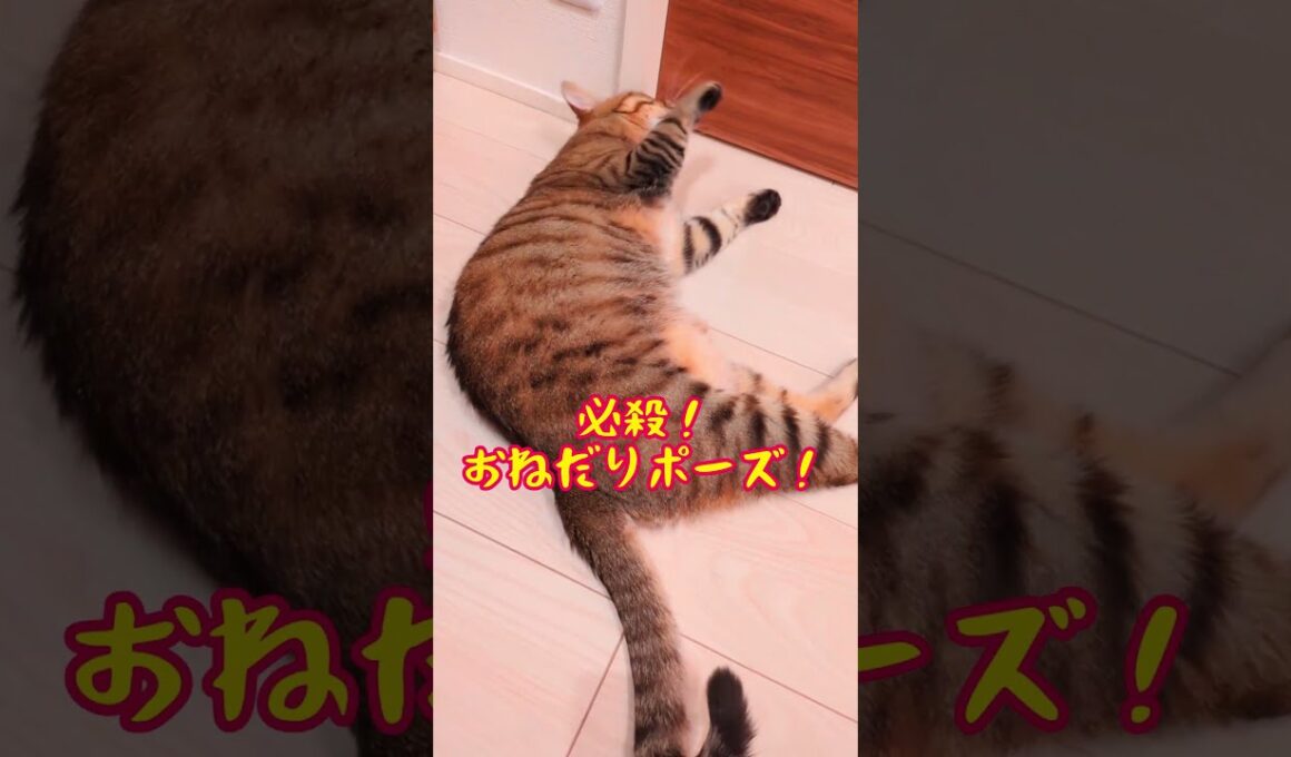 扉の向こうの何かが気になる猫　 #cat #好きな子猫 #kitten #子ネコ #猫のいる暮らし #ねこ #かわいい #ねこのいる生活 #キジトラ #ネコ