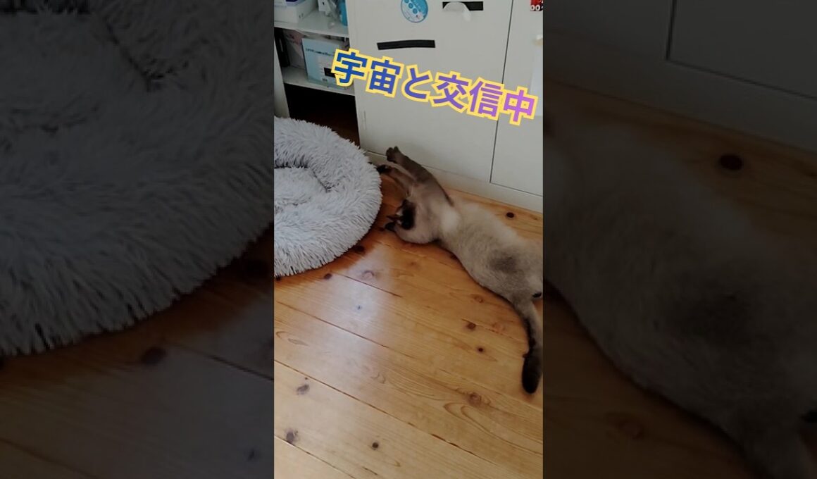 吸い込まれた猫＃ほぼシャム猫＃捨て猫＃保護猫＃会社にいる猫＃cat