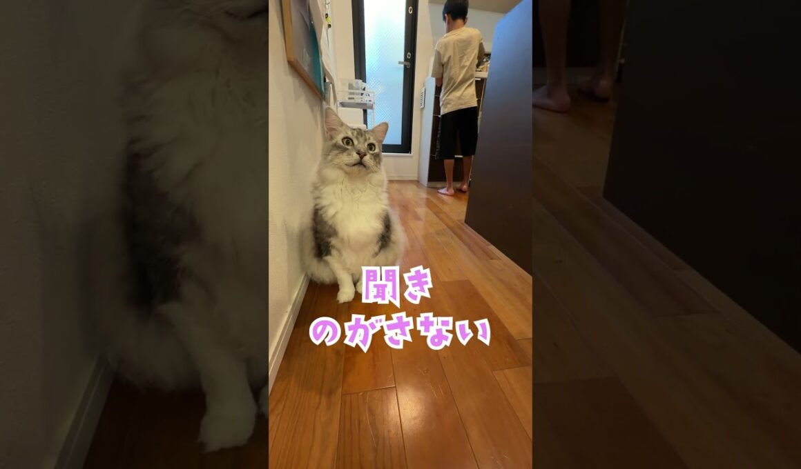 ご飯をキッチンで待ちかまえる大型猫「ごはん」#shorts