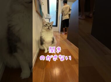 ご飯をキッチンで待ちかまえる大型猫「ごはん」#shorts