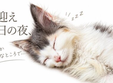 お迎え初日の夜、子猫が選んだ寝床がまさかの場所でした。