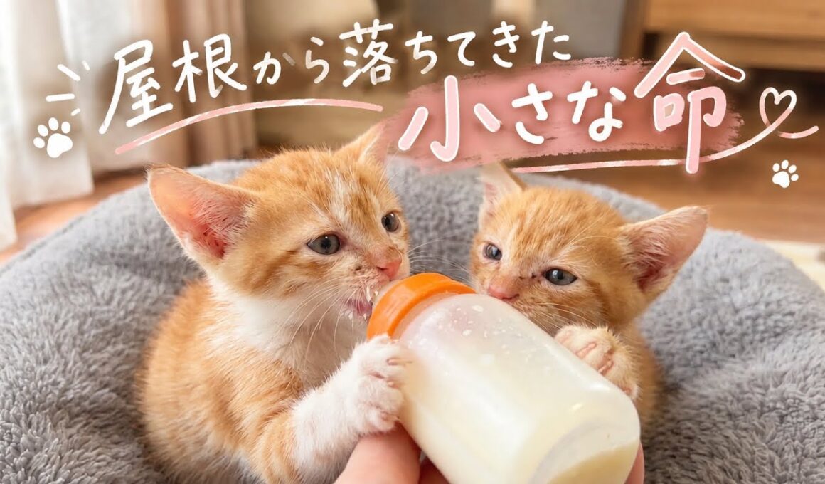 【保護猫】屋根から落ちてきた子猫をお風呂に入れたら…その後のミルクへの勢いが凄すぎた