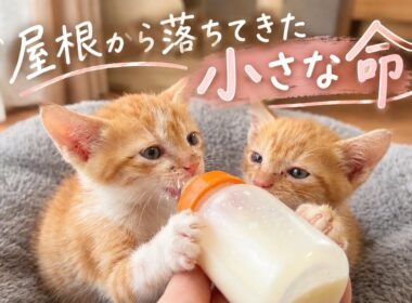 【保護猫】屋根から落ちてきた子猫をお風呂に入れたら…その後のミルクへの勢いが凄すぎた
