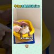 お風呂を楽しむシャム猫がすごすぎた😂