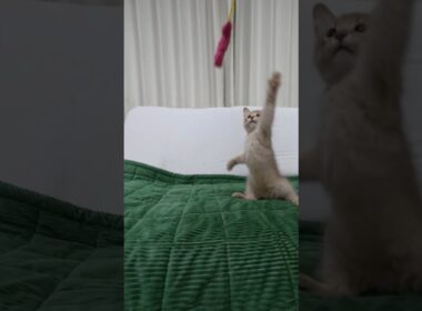 [ソマリ] 猫じゃらしがお気に入りの子猫　　#ソマリ子猫 #ソマリフォーン #ソマリ男の子 #somalicat  #kitten