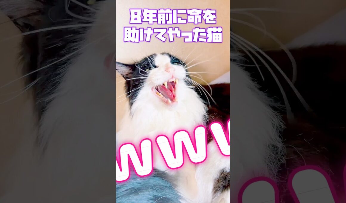 土砂降りの雨の日に、子猫の叫ぶような鳴き声が真っ暗な夜に響いて。僕はずぶ濡れになりながら君たちを見つけた。目もあいてない君たちをミルクから育てて弟に譲渡した。そう僕は君たちの命の恩人であり、ママよ