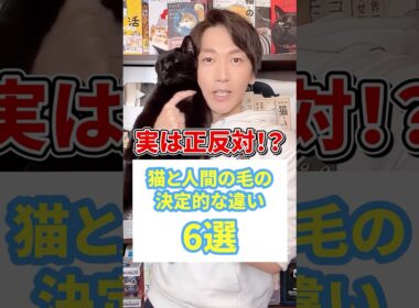 実は正反対！？猫の人間の毛の決定的な違い6線 #猫 #猫好きさんと繋がりたい #ねこ