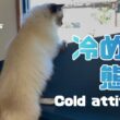 バーマン猫ガブとウリ【冷めた態度】Cold attitude（バーマン猫）Birman/Cat