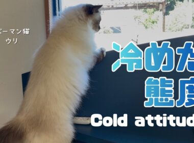 バーマン猫ガブとウリ【冷めた態度】Cold attitude（バーマン猫）Birman/Cat