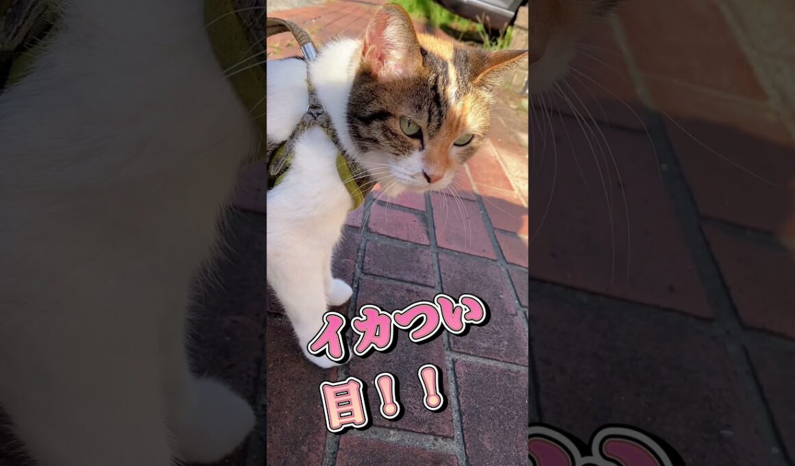 ママちゃん猫好きすぎやろ❣️猫#shorts
