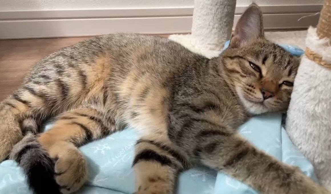 二度寝の誘惑に抗えない子猫