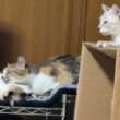 三毛猫ミックスの横で、腹出して寝るシャムのパンダ。妹の雫が、そばの段ボールに乗り、ミックスに甘えに来たけど、ミックスが