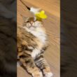 うざ絡み #cat #猫のいる暮らし #メインクーン