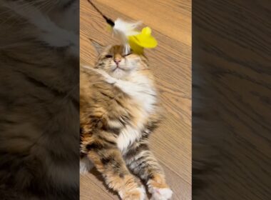 うざ絡み #cat #猫のいる暮らし #メインクーン