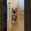 名前を呼んだら駆けつける保護猫＃ほぼシャム猫＃捨て猫＃会社に猫がいる暮らし＃cat