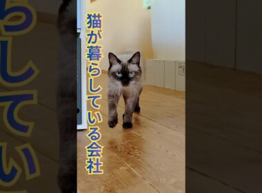 名前を呼んだら駆けつける保護猫＃ほぼシャム猫＃捨て猫＃会社に猫がいる暮らし＃cat