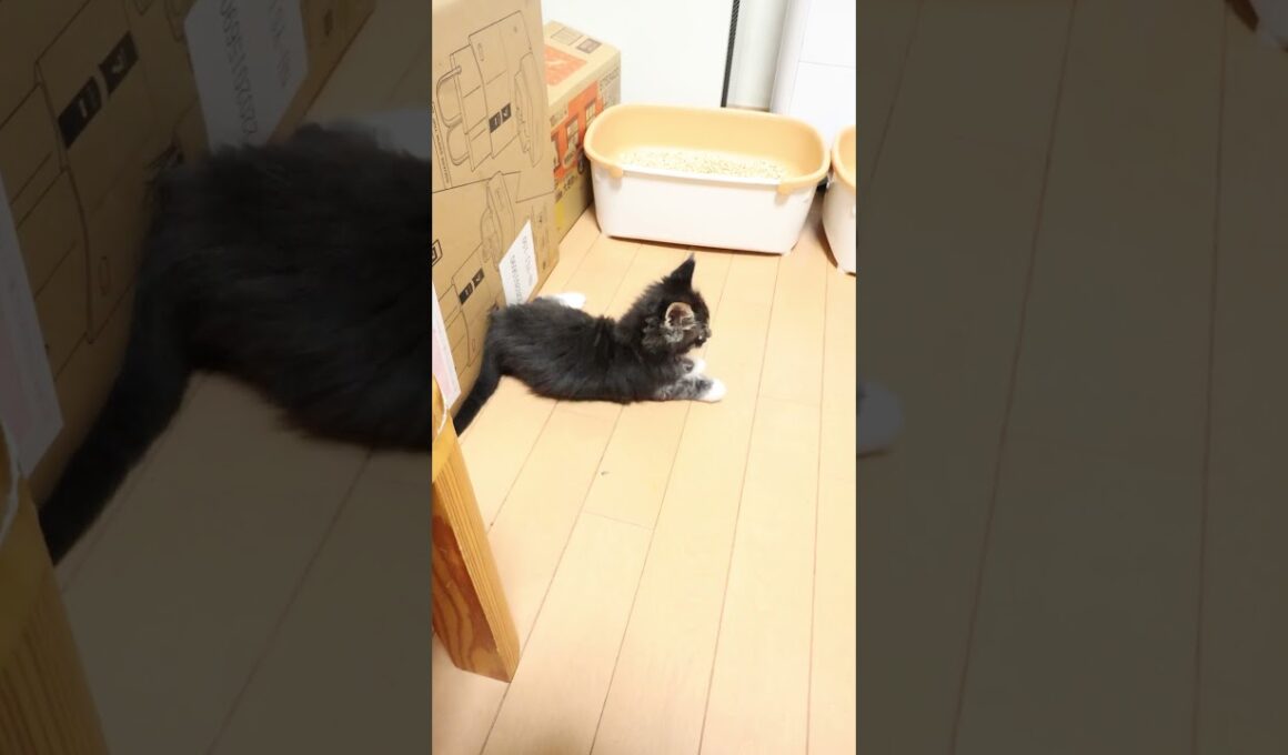 活発なメインクーン男子スタンリー君