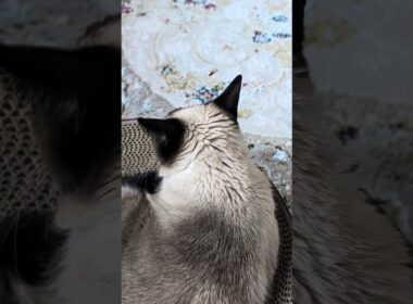 シャム猫の後頭部🐱 - Back of cats head - #shorts #cat