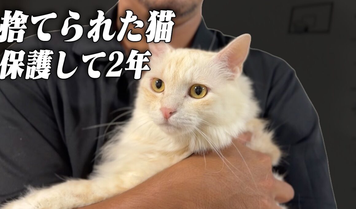 親猫に捨てられた子猫...保護して2年、この子から全てが始まりました【野良猫・保護猫】