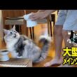 【メインクーン】「ごはんまだ？」朝ごはんを辛抱強く待つ大型猫