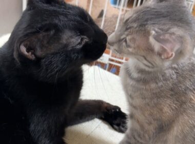 積極的な子猫のおかげで…黒猫くんと初めてペロペロできました♡