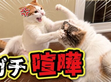 ケンカするほど仲が良いって本当…？？？