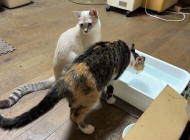 三毛猫ミックスに、ついていくシャム雫「水飲みに行ったんですね」