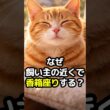 ネコはなぜ飼い主の近くで香箱座りする？実はくつろいでいた