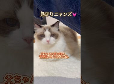 父ちゃんを見守るニャンズ😽💕 #ラグドール #cat #猫好きさんと繋がりたい #ねこのいる生活 #ねこ動画 #多頭飼い