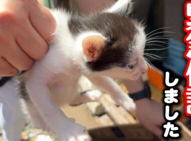 認知症の婆ちゃんが育てた子猫を緊急保護しました