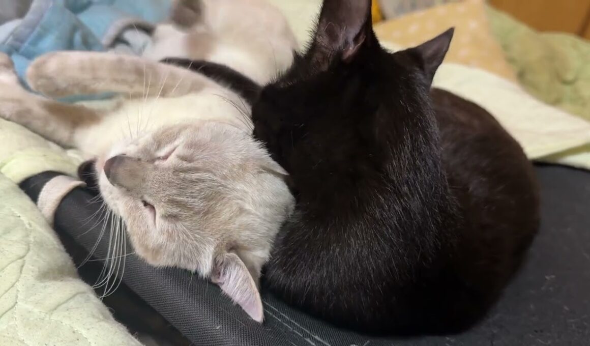 甘えん坊のシャム雫ちゃん。黒猫くーに、グルーミングされ、幸せな鳴き声