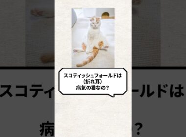 Q：スコティッシュフォールドは病気の猫なの？ #猫 #スコティッシュフォールド #ねこ