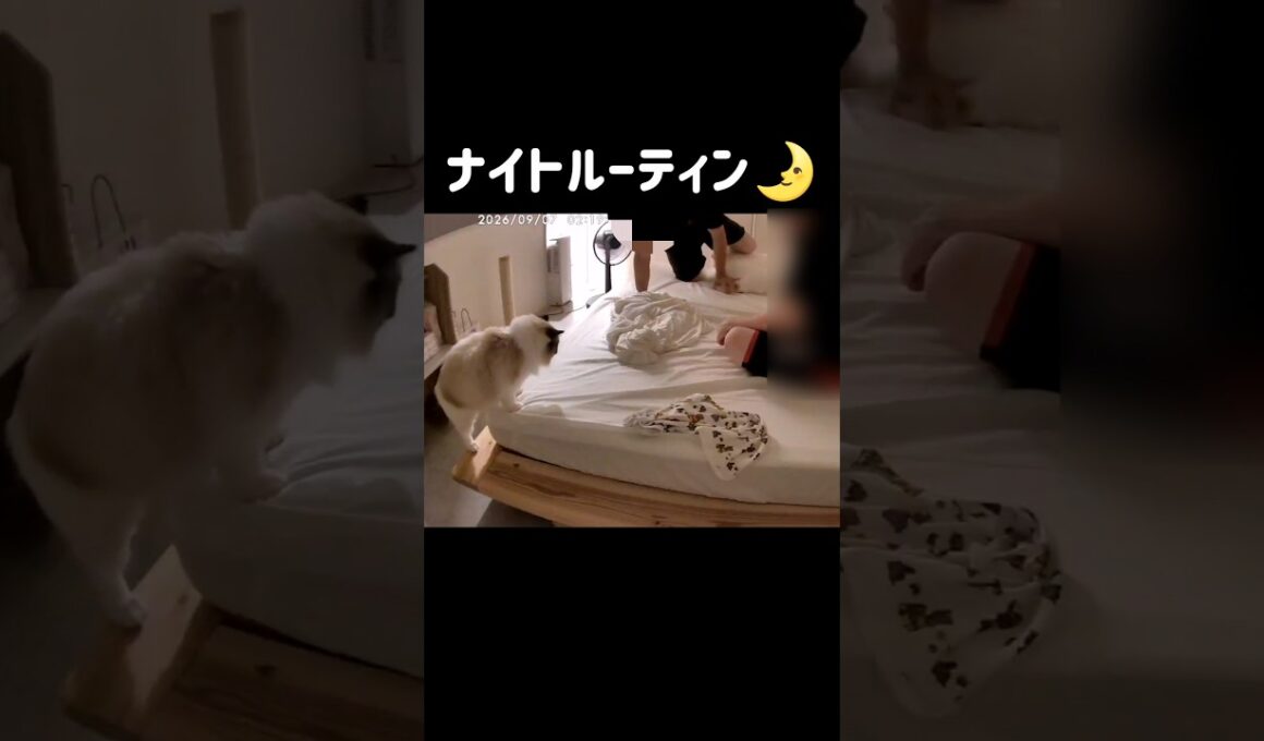 毎日必ず一緒に寝てくれる🐑✨ #shorts #猫 #ラグドール #甘えん坊猫 #猫のいる暮らし #ragdoll