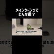 メインクーンってどんな猫❓ #cat #猫 #ねこ #メインクーン #shorts