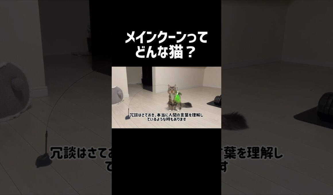 メインクーンってどんな猫❓ #cat #猫 #ねこ #メインクーン #shorts