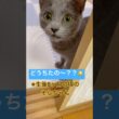 【子猫】初めての隠れんぼ記念日❤️ #猫 #ロシアンブルー #catshorts #shorts