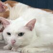 同じ家で暮らす2匹の猫が見せた、まったく違う性格の対比に反響 飼い主さんへ聞いたインタビューも紹介 | LIMO | くらしとお金の経済メディア