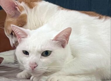 同じ家で暮らす2匹の猫が見せた、まったく違う性格の対比に反響 飼い主さんへ聞いたインタビューも紹介 | LIMO | くらしとお金の経済メディア