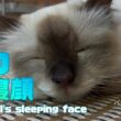 バーマン猫ラフ【ラフの寝顔】Raphael's sleeping face（バーマン猫）Birman/Cat