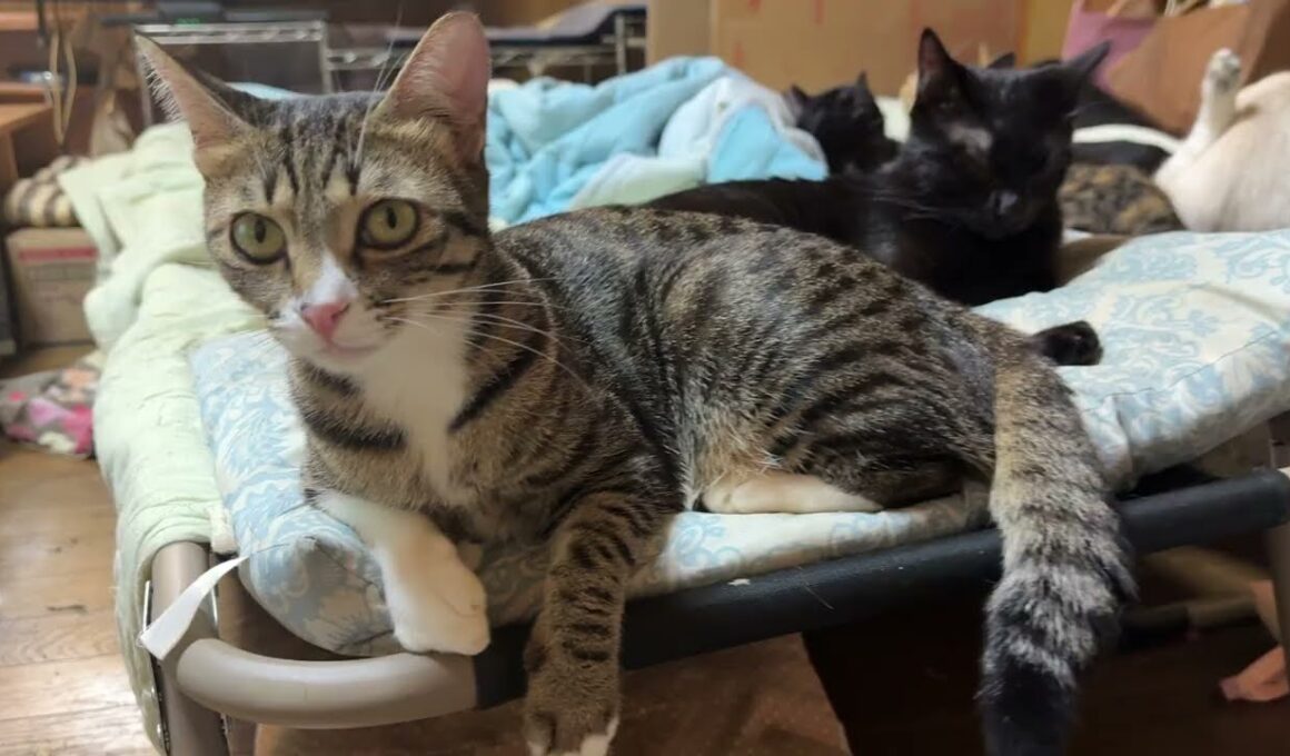 キジシロのルル、黒猫くーと黒夢、シャム雫。なかよく揃って。雫、鳴いたり、ゴロンゴロンしたりで、ミックスに、甘えたいアピール