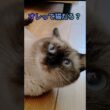 ちょっと犬っぽいほぼシャム猫です＃保護猫＃元捨て猫＃会社にいる保護猫＃cat