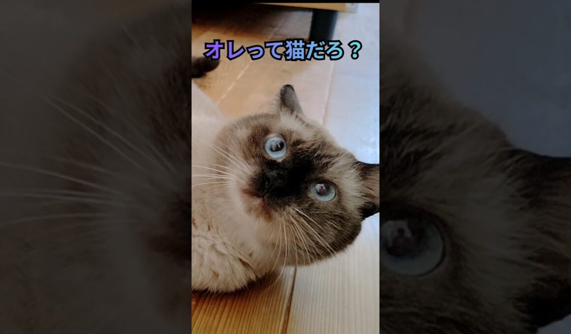 ちょっと犬っぽいほぼシャム猫です＃保護猫＃元捨て猫＃会社にいる保護猫＃cat