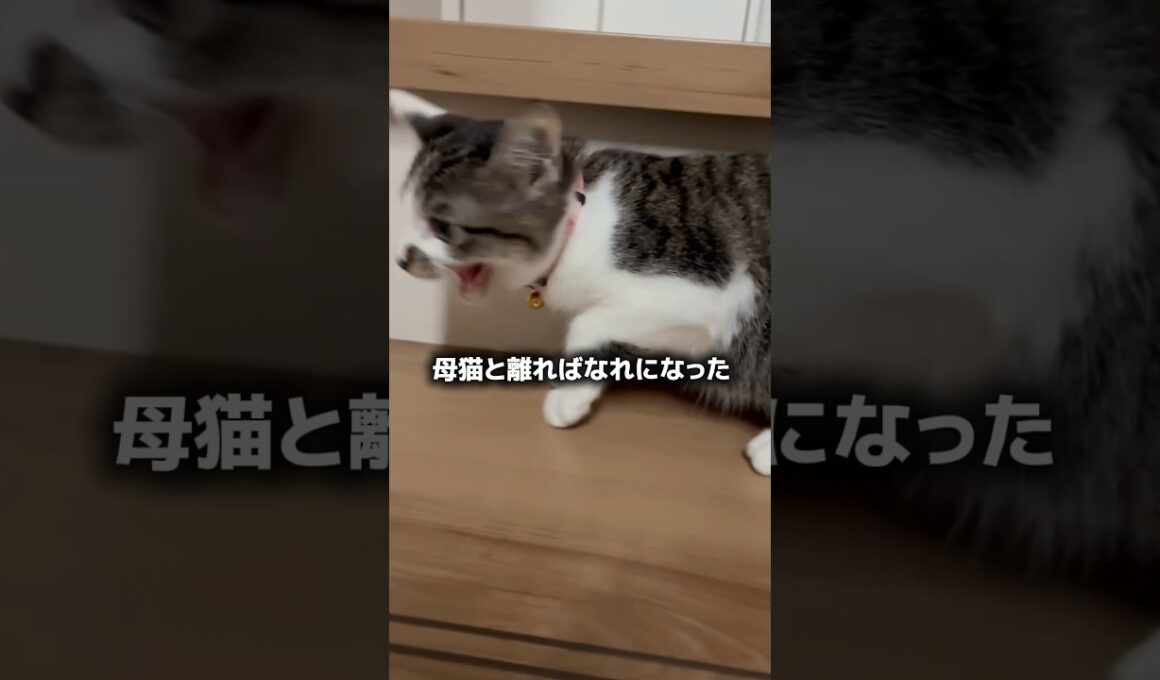 臆病な子猫の真実#ねこ #保護猫#ねこのいる生活 #里親様募集中 #譲渡会