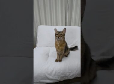 [ソマリ] 甘えん坊に成長している女の子　#ソマリ ＃猫  #子猫  #ソマリ子猫 ＃ソマリルディ