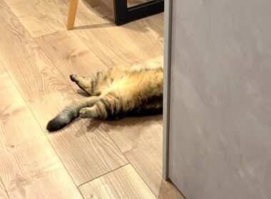 たぬきのしっぽ…？