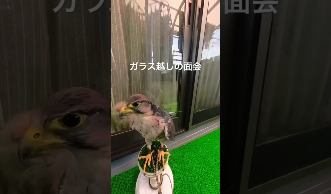 ハヤブサに襲われたネコ〜ラナーハヤブサのラムとラパーマのラパちゃん