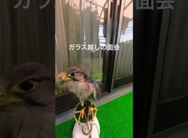 ハヤブサに襲われたネコ〜ラナーハヤブサのラムとラパーマのラパちゃん