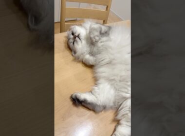 裏側を撫でてほしい猫 【サイベリアン】 #Shorts
