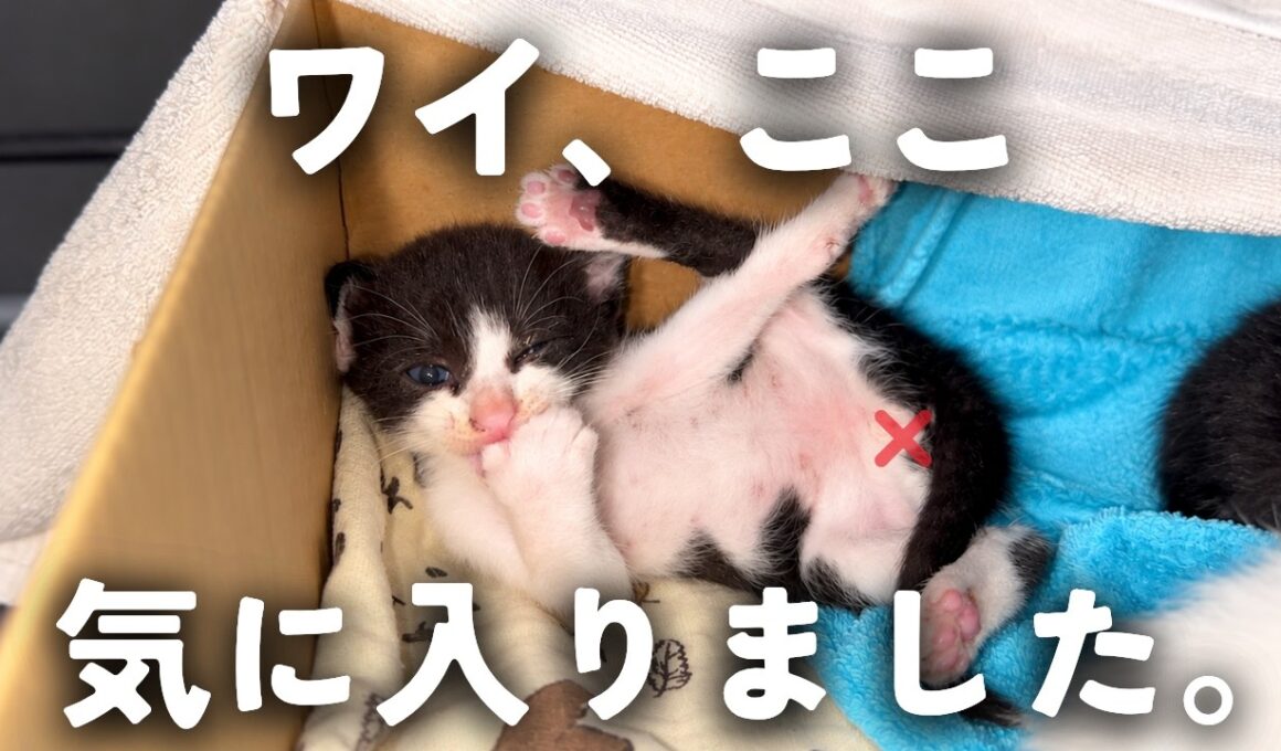 【保護猫】4匹の子猫、無事に初めての夜を越えました